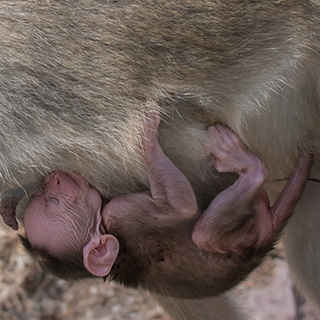 Kabini - Indische kroonaap baby